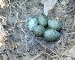 When Do Crows Lay Eggs? 13 Fascinating Crow Egg Facts