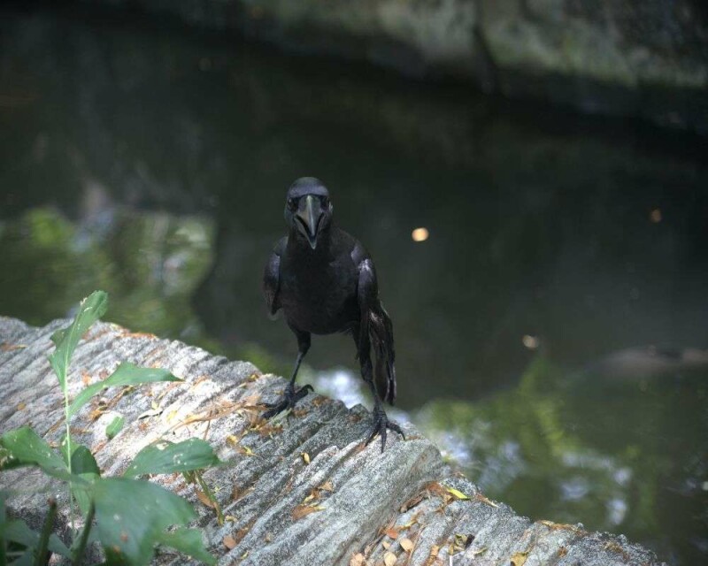 When Do Crows Lay Eggs? 13 Fascinating Crow Egg Facts