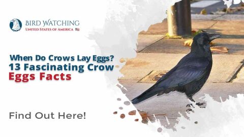 When Do Crows Lay Eggs? 13 Fascinating Crow Egg Facts