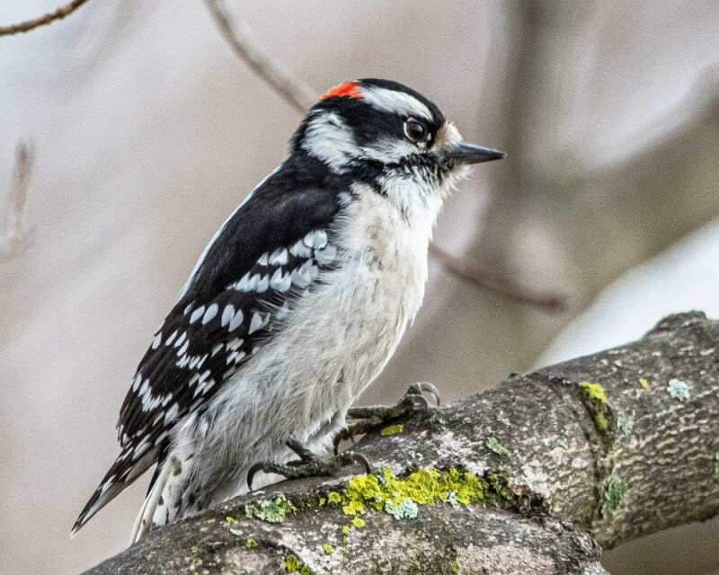 When Do Woodpeckers Lay Eggs? 13 Fascinating Facts