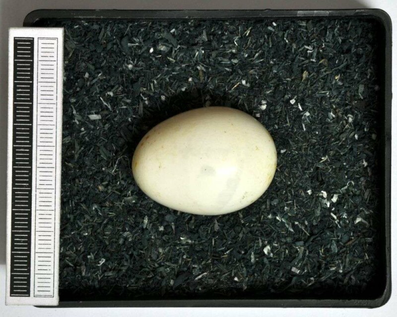 When Do Woodpeckers Lay Eggs? 13 Fascinating Facts