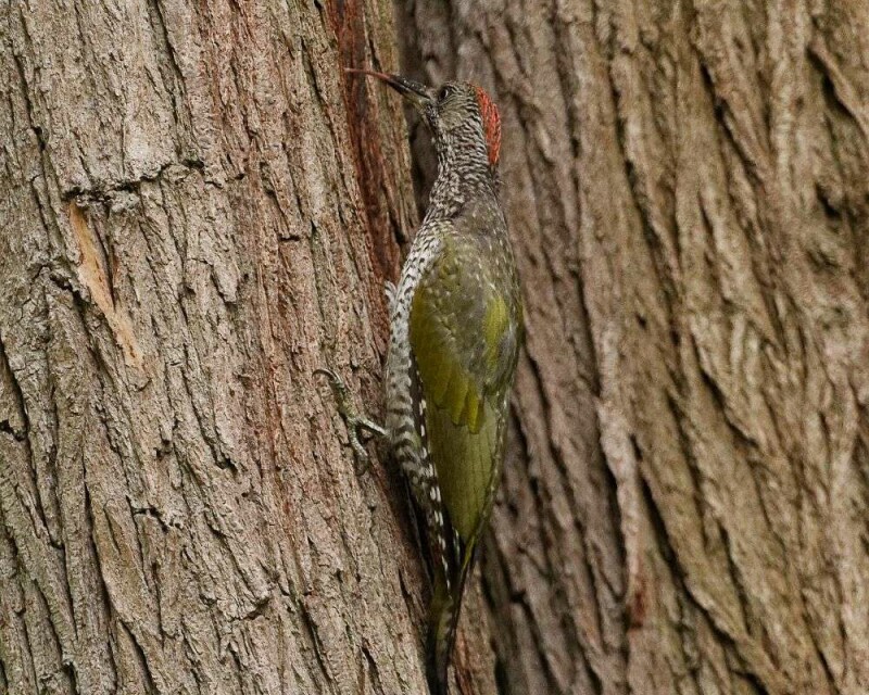 When Do Woodpeckers Lay Eggs? 13 Fascinating Facts