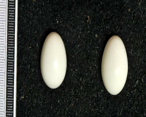 When Do Woodpeckers Lay Eggs? 13 Fascinating Facts