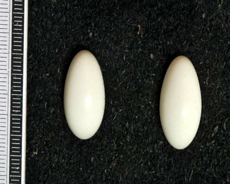 When Do Woodpeckers Lay Eggs? 13 Fascinating Facts