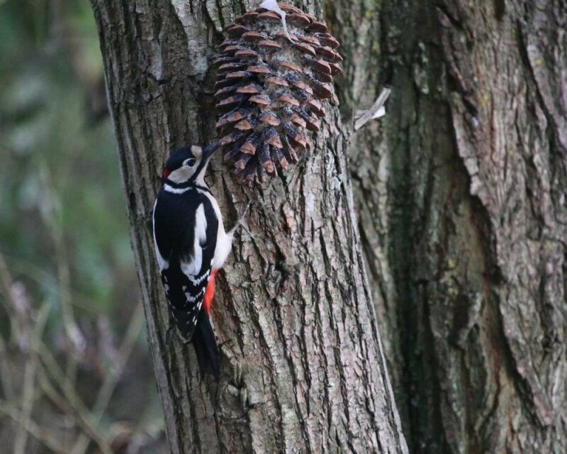 When Do Woodpeckers Lay Eggs? 13 Fascinating Facts
