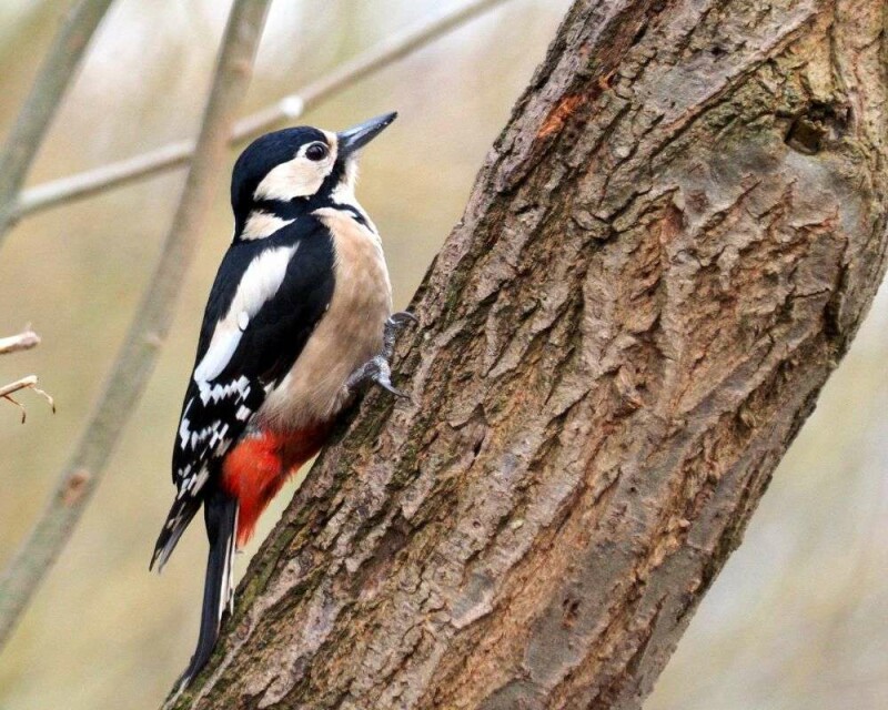 When Do Woodpeckers Lay Eggs? 13 Fascinating Facts