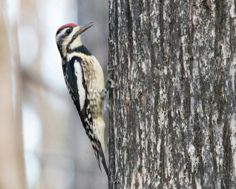When Do Woodpeckers Lay Eggs? 13 Fascinating Facts
