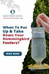 Interesting Insider On When to Put Up and Take Down Your Hummingbird Feeders? Thumbnail