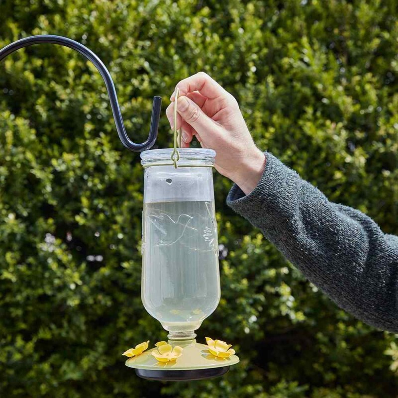 Interesting Insider On When to Put Up and Take Down Your Hummingbird