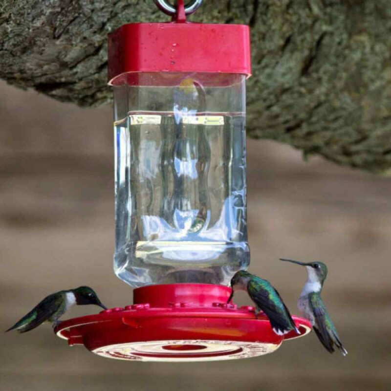 Interesting Insider On When to Put Up and Take Down Your Hummingbird