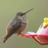 hummingbird on feeder