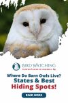 Where Do Barn Owls Live? States & Best Hiding Spots! Thumbnail