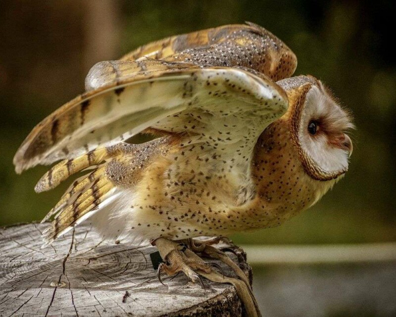 Where Do Barn Owls Live? States & Best Hiding Spots!