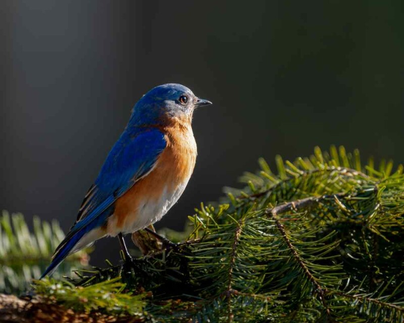 Bluebird Nests: Where To Find Them, What They Look Like, & More!