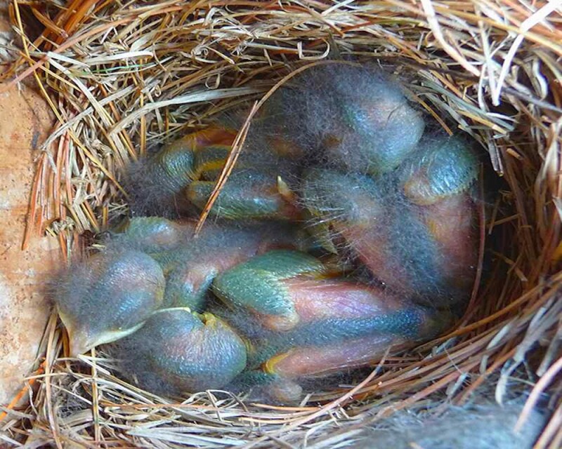 Bluebird Nests Where To Find Them, What They Look Like, & More!