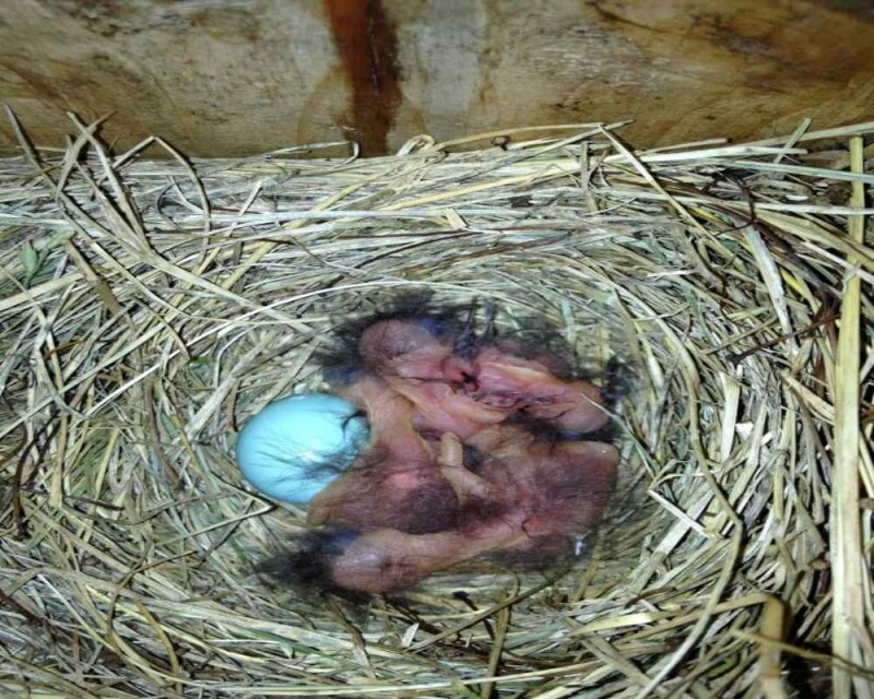 Bluebird Nests: Where To Find Them, What They Look Like, & More!