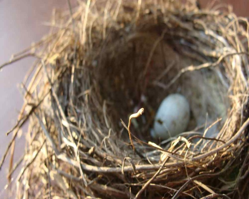 Bluebird Nests Where To Find Them, What They Look Like, & More!