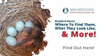 Bluebird Nests: Where To Find Them, What They Look Like, & More!