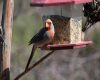 a pyrrhuloxia bird