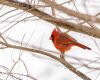cardinal during winters