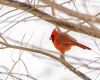 cardinal during winters
