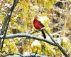 a cardinal male bird