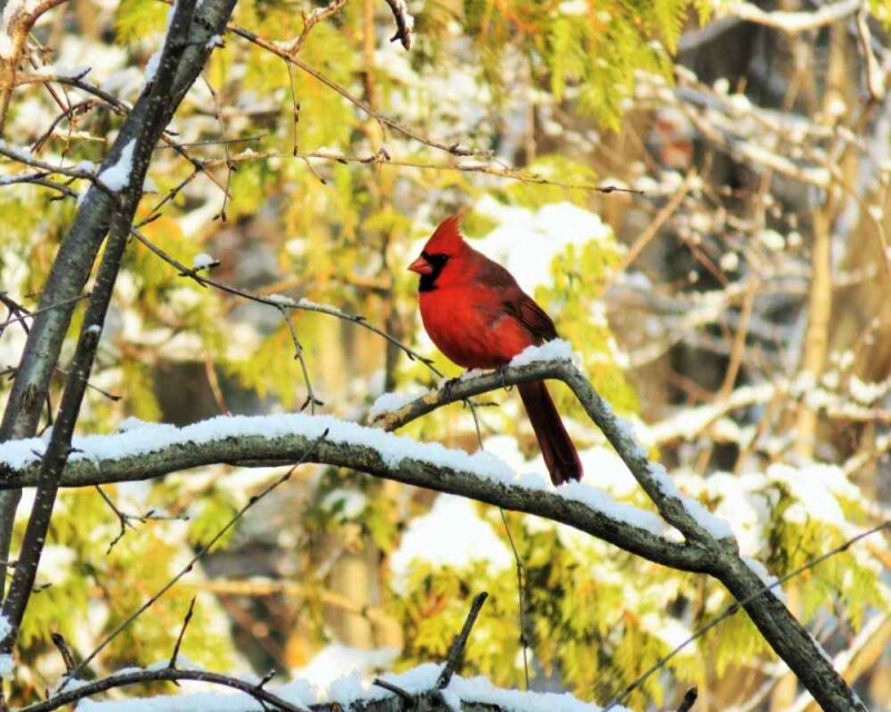 Where Do Cardinals Go in The Winter? Do They Migrate?