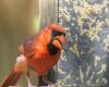 a cardinal on feeder