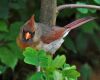 a female cardinal songbird