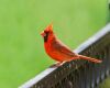 a red cardinal