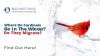 Where Do Cardinals Go in The Winter? Do They Migrate? Thumbnail