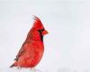 adorable cardinalis redbird