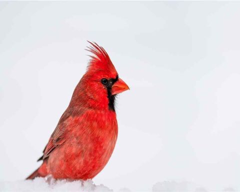 cardinals