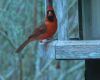 cardinal in yard