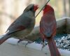 a cardinal pair on feeder