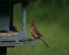a cardinal perched on feeder
