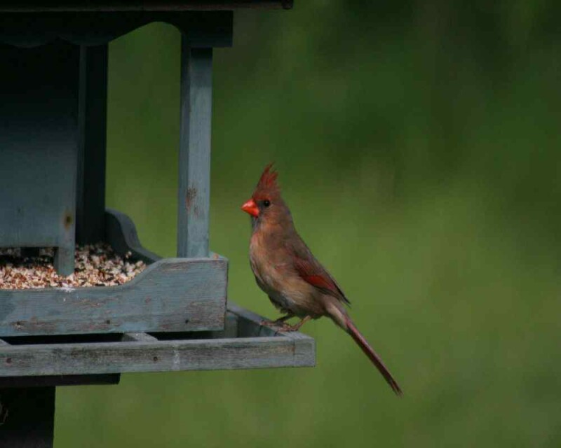 Where Do Cardinals Nest? It's Important to Attract Them!