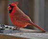 cardinal sunflower seed