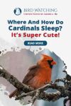 Where and How do Cardinals Sleep? It's Super Cute! Thumbnail