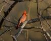 cardinalbird perched