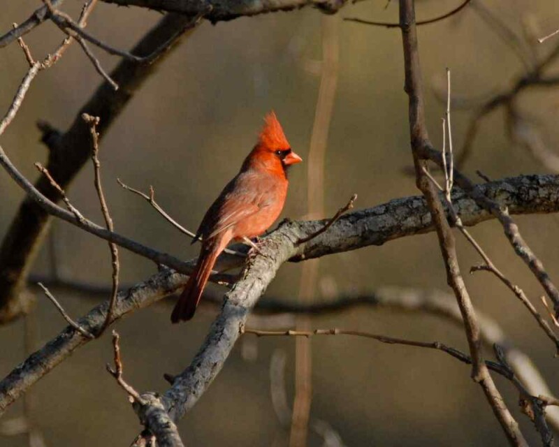 Where Do Cardinals Sleep