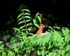 a cardinal enjoying nature