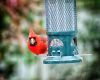 a cardinal looking out