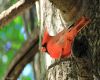 cardinal sitting around a tree