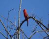 cardinal sitting on a bark of a tree