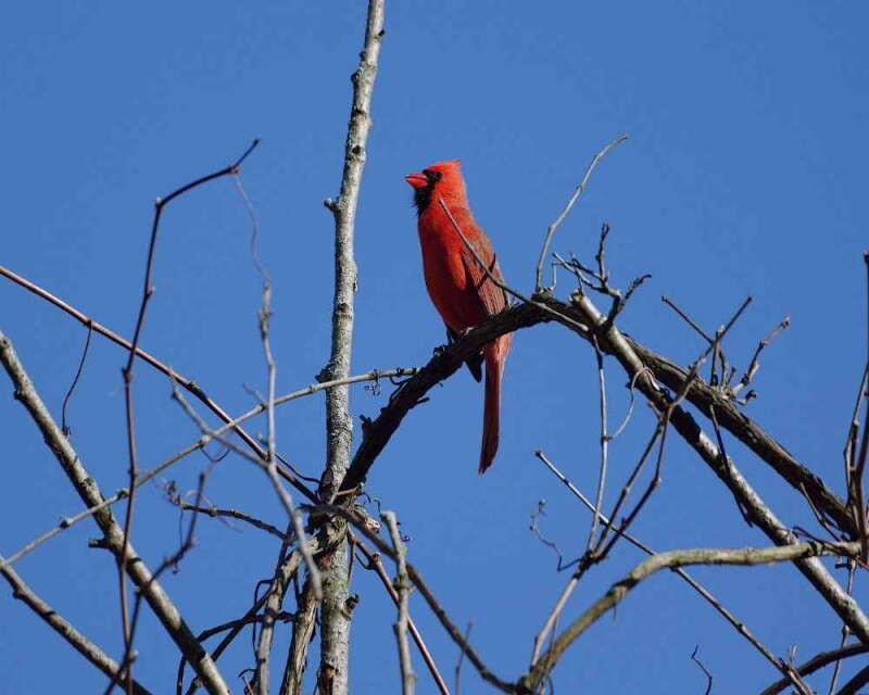 Where and how do cardinals sleep it s super cute 