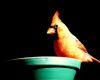 cardinal sitting on a feeder at night