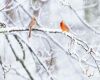 male female cardinal in snow