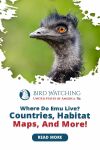 Where Do Emu Live? Countries, Habitat, Maps, and More! Thumbnail