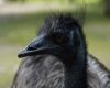 close up wild bird emu